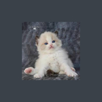 aden is swapping clothes online from 