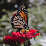 jennifersusana501 is swapping clothes online from 