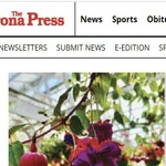 Amanita Muscaria Legal Mushroom Gummies is swapping clothes online from 