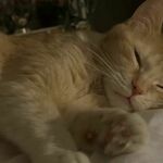 quinnfiddlesticks is swapping clothes online from 