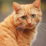 shahnazk is swapping clothes online from 