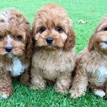 designerk9breeders is swapping clothes online from 