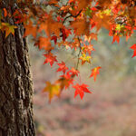 Plant a Tree In Memory Of Someone is swapping clothes online from 