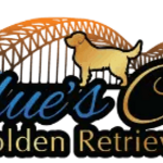 Blues City Golden Retrievers is swapping clothes online from 