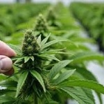 thecloneconservatoryusa is swapping clothes online from 