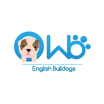 wbenglishbulldogs is swapping clothes online from 