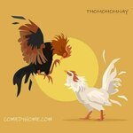thomohomnaycomedyhome is swapping clothes online from 