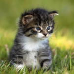 dreamcat956 is swapping clothes online from 