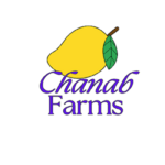 Buy Export Quality Chaunsa Mango is swapping clothes online from MULTAN, PUNJAB