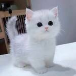 pacidi3558 is swapping clothes online from 