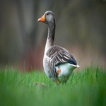 bayjidbostam1 is swapping clothes online from 