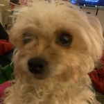 rabbitredinger is swapping clothes online from 