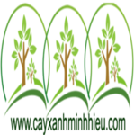 bangdailoan is swapping clothes online from 